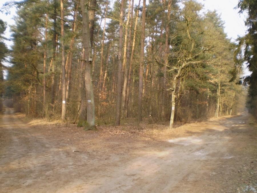Darzyborska