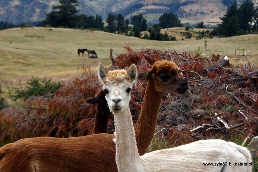 Have you ever been told that you look like a lama?