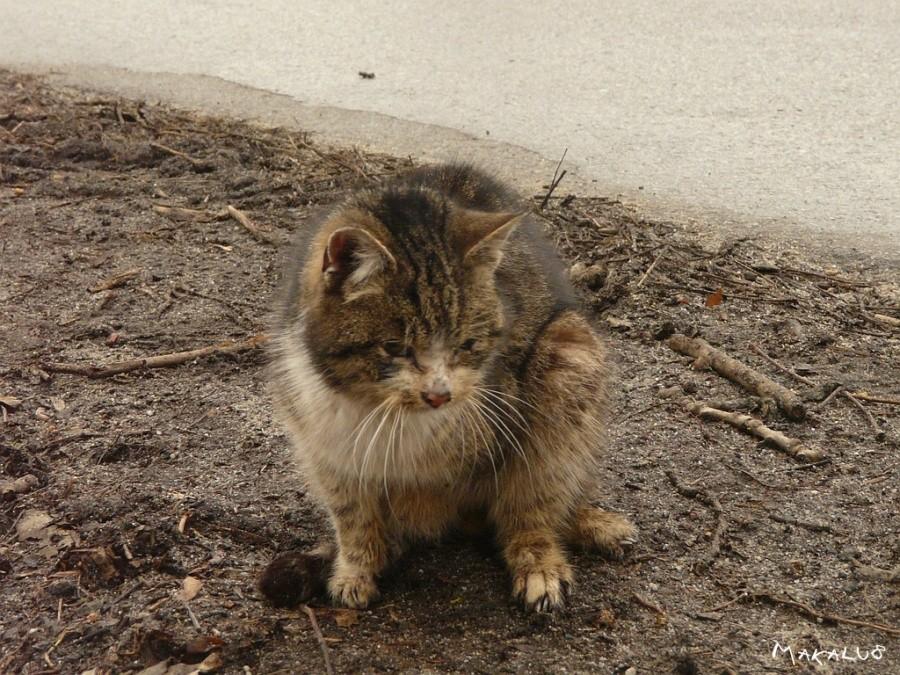 Kotek