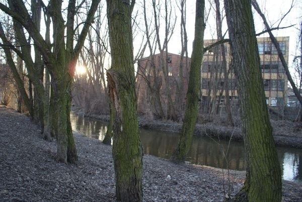 Wolbórka w Parku Solidarność i stare budynki fabryki