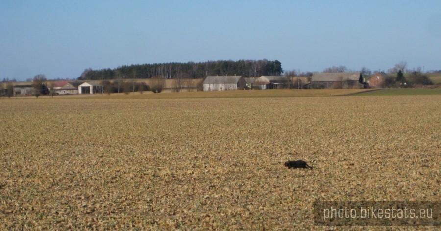 Kot drapieżca na polu we wsi Głębokie.