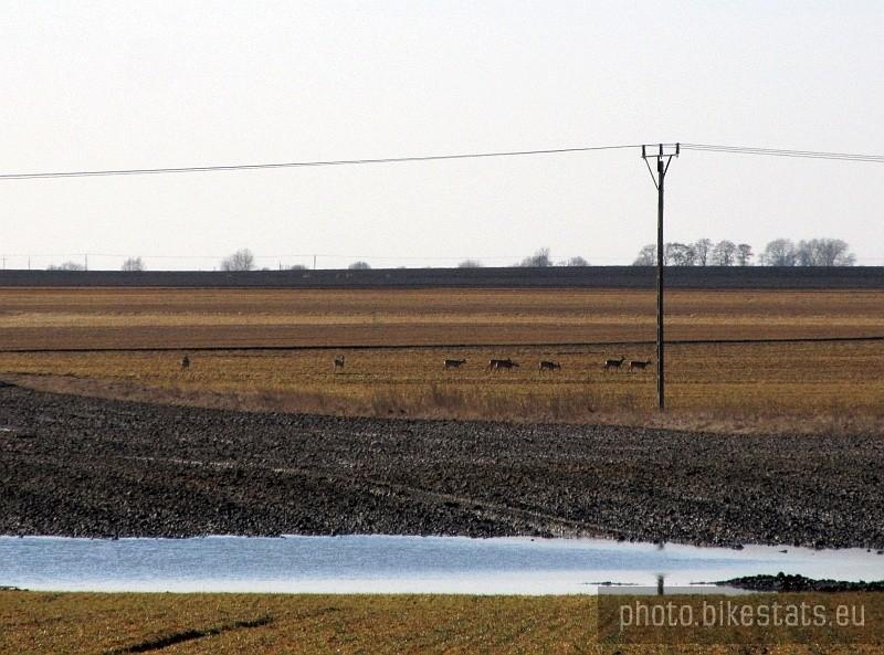 Sarny pasące się na polu nieopodal wsi Rybitwy