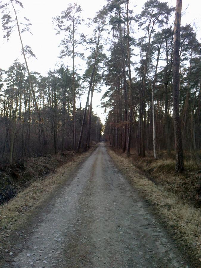 Dzisiaj widoki w lesie bez kałuż były rzadkością