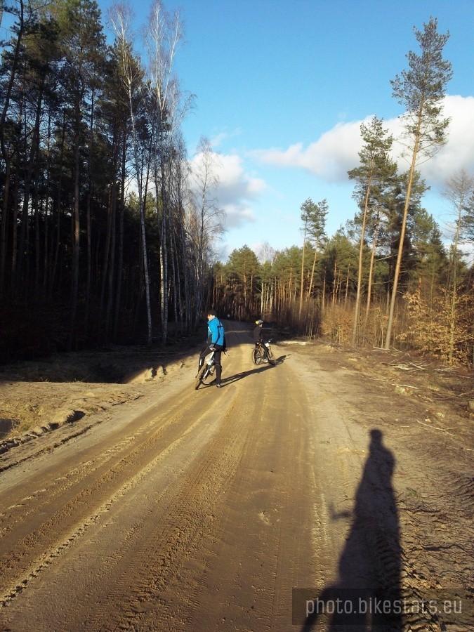 Słoneczna droga w przedwiosennym lesie.