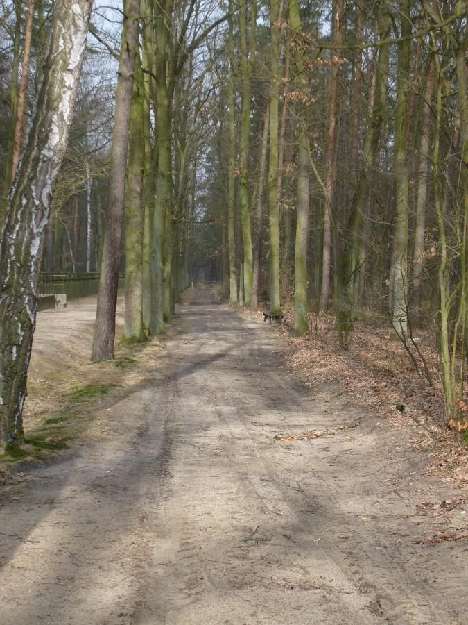 Droga leśna w Gołuchowie