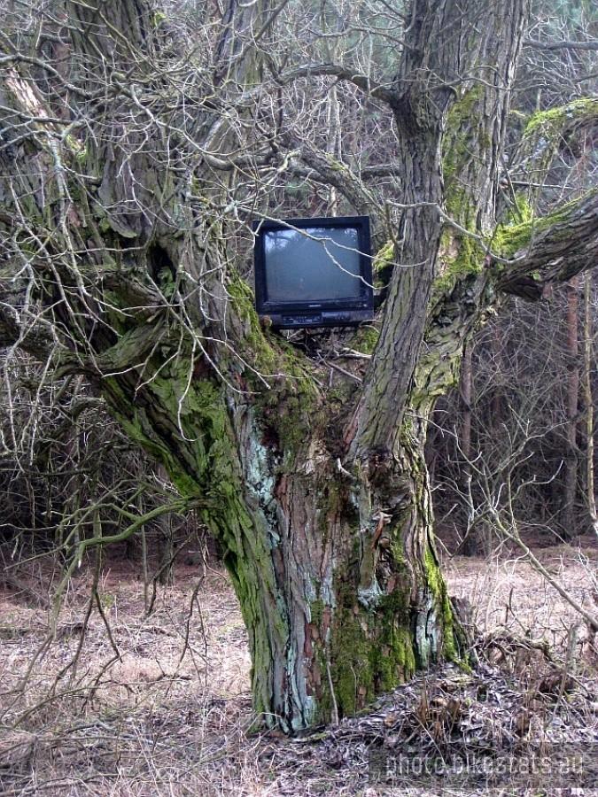 Czyżby zwierzęta się humanizowały?
