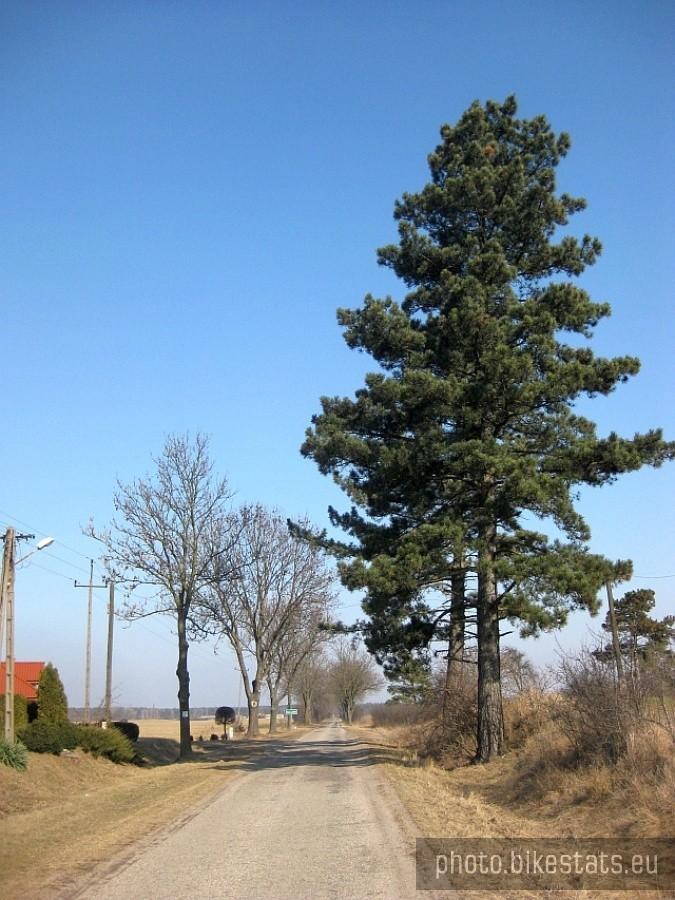 Sosny czarne przy drodze wiejskiej z Kowalskiego do Kołatki.