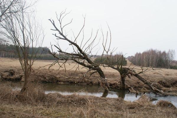 nad brzegami Wolbórki