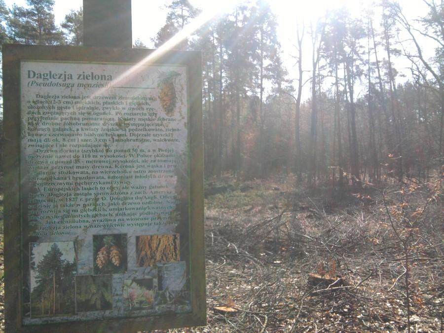 Czyżby wycięli daglezję?