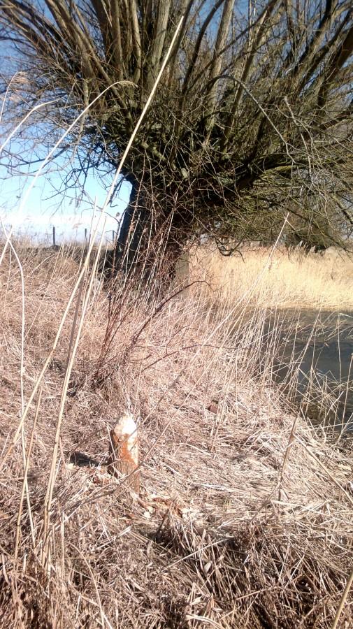Nowe ślady bobrów w nad J. Rokickim