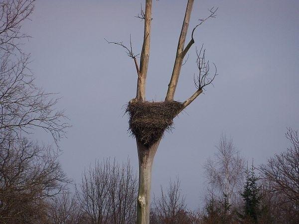 Gniazdo pterodaktyla ;)