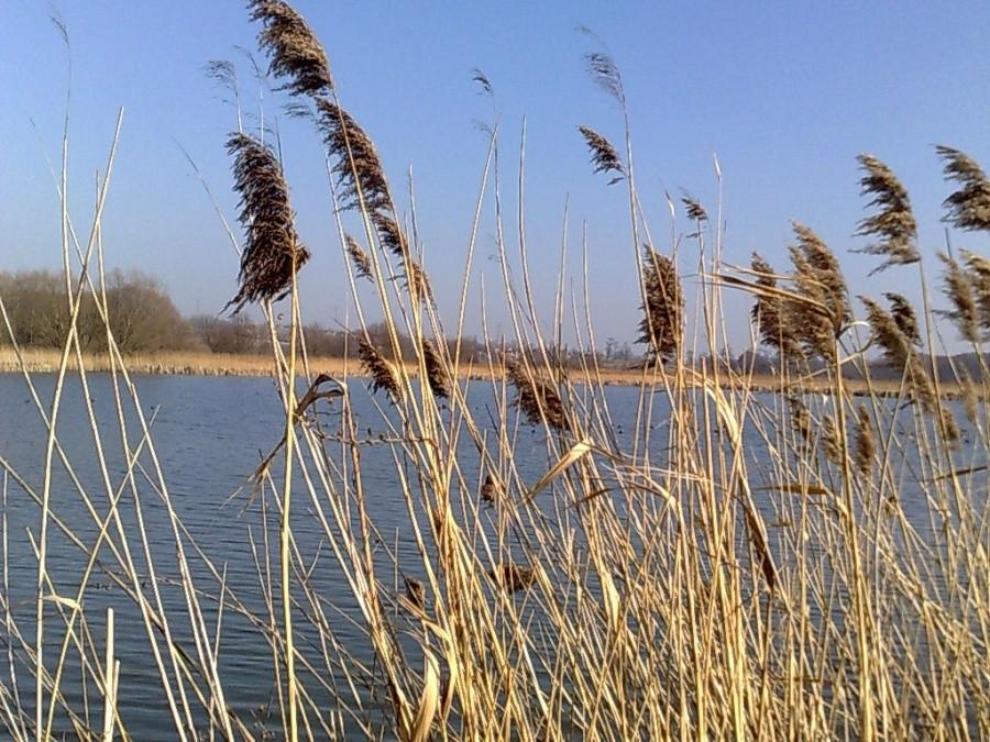 Stawy hodowlane Wielikąt