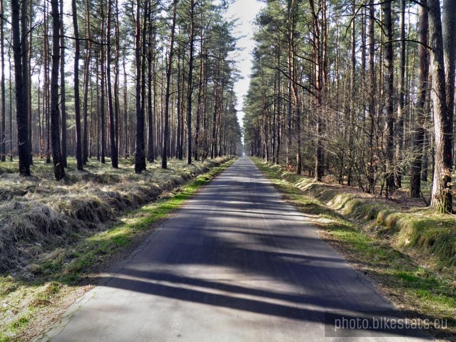 Prosta o dlugości 5 km z trasy Myślibórz Wlk. - Trzebież.