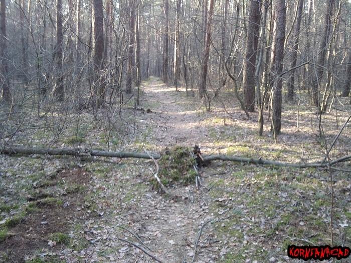 Naturalna przeszkoda terenowa na ścieżce. Jak widać jacyć bikerzy zrobili prowizoryczny przejazd z mchu.