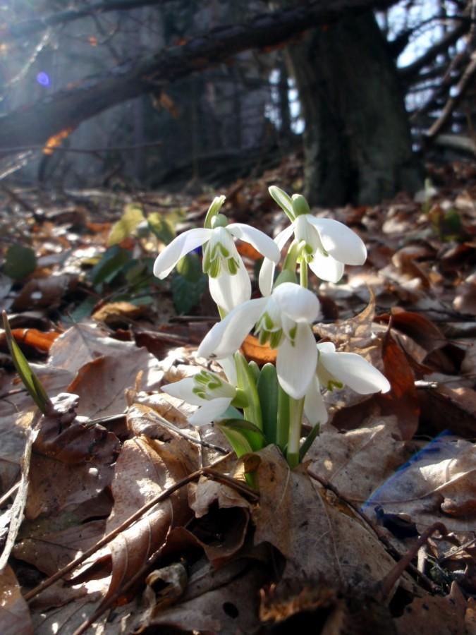 Przebiśniegi