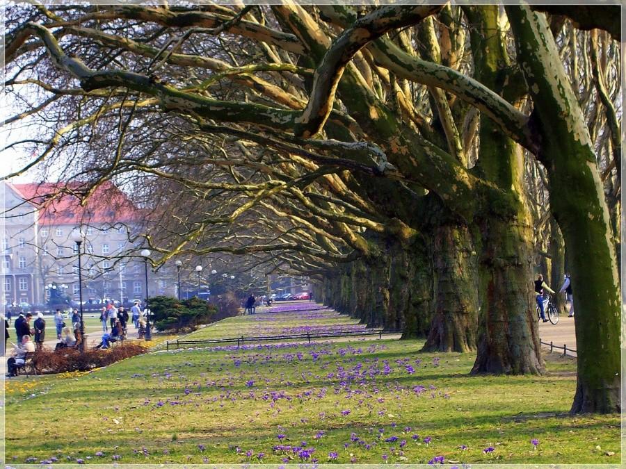 Dywan z krokusów. Szczecin. Jasne Błonia.