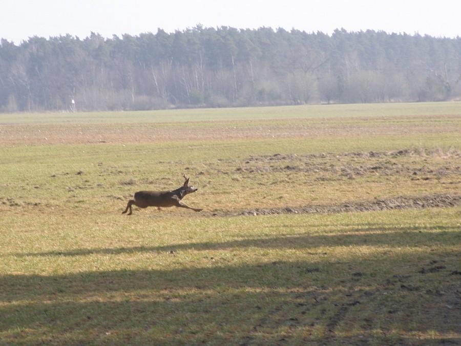 koziołek w biegu