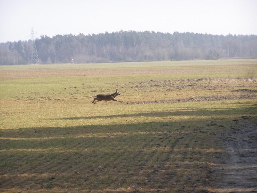 Koziołek Sarny