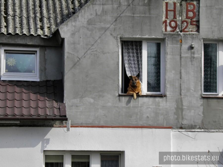 Stary budynek w Będargowie a w oknie pies.