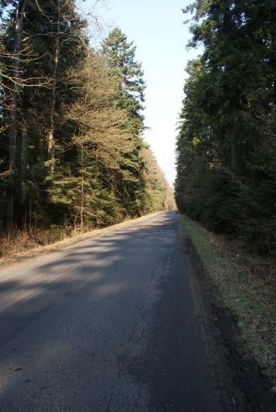 wśród choinek