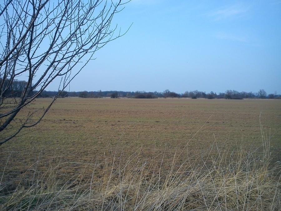 pole na rędzinie