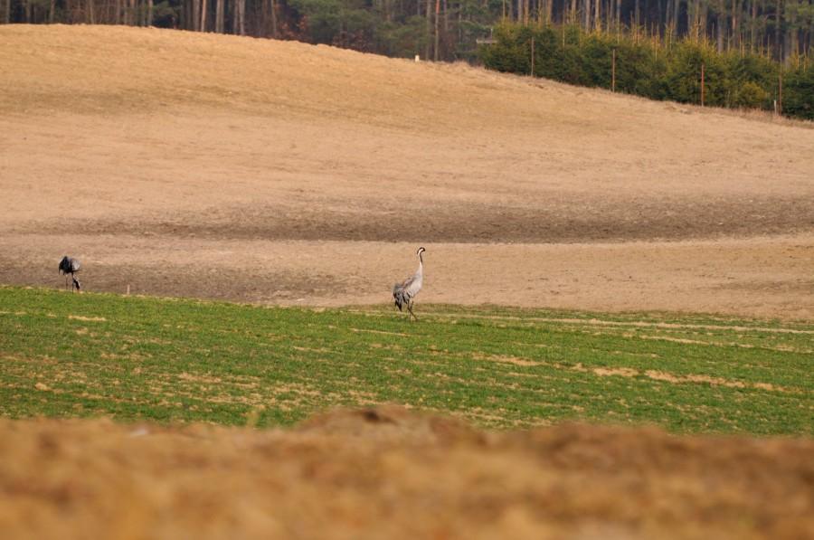 Żurawie w Ciecholewach