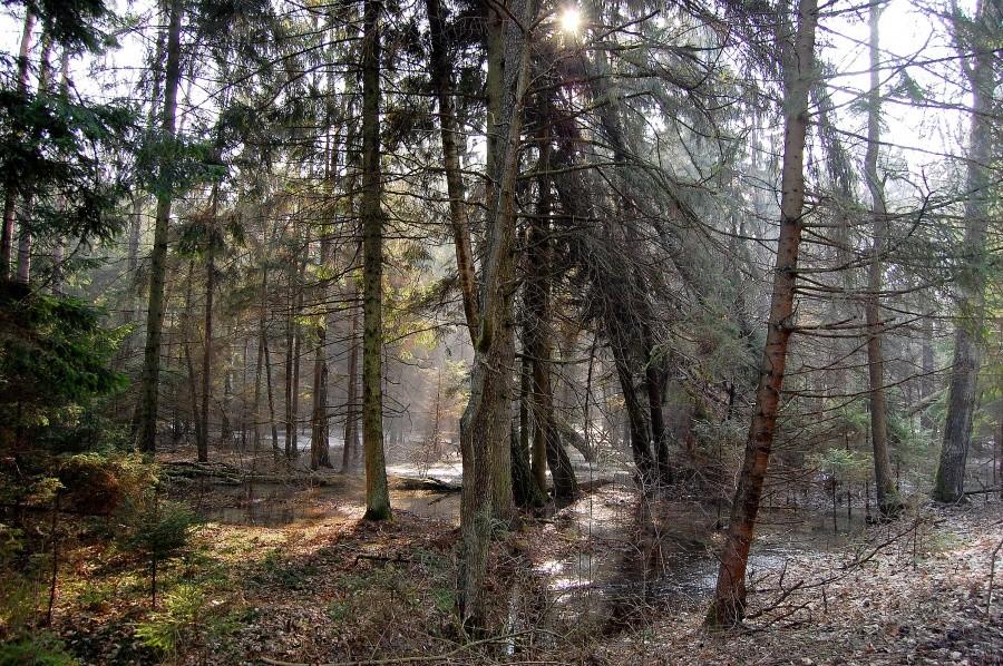 Biebrzańska puszcza
