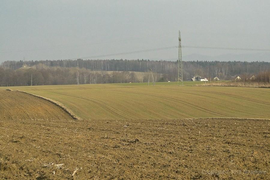 pola już zielenieją