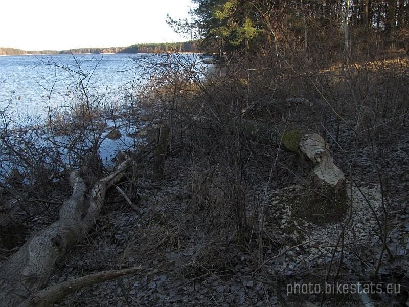 Jezioro Kowalskie - bobrza robota