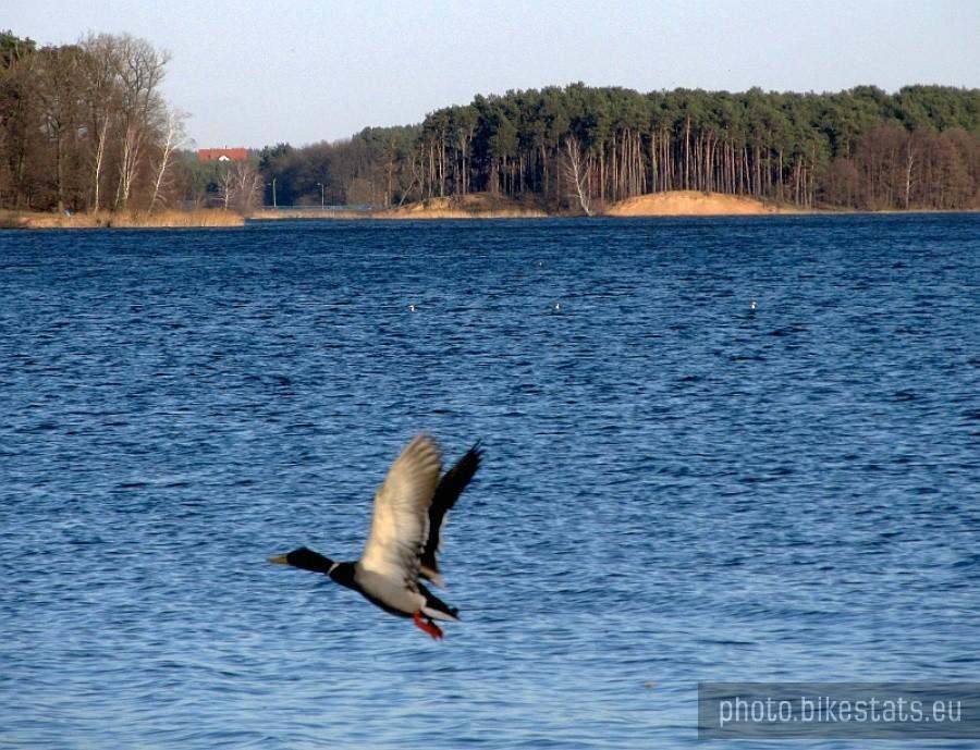 Jezioro Kowalskie 4