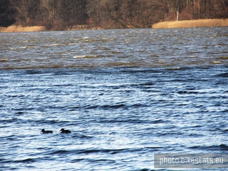 jezioro kowalskie - kaczki na wzburzonej wodzie