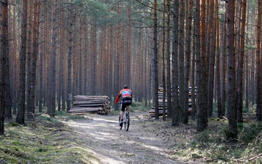 Przez klimatyczny lubuski las