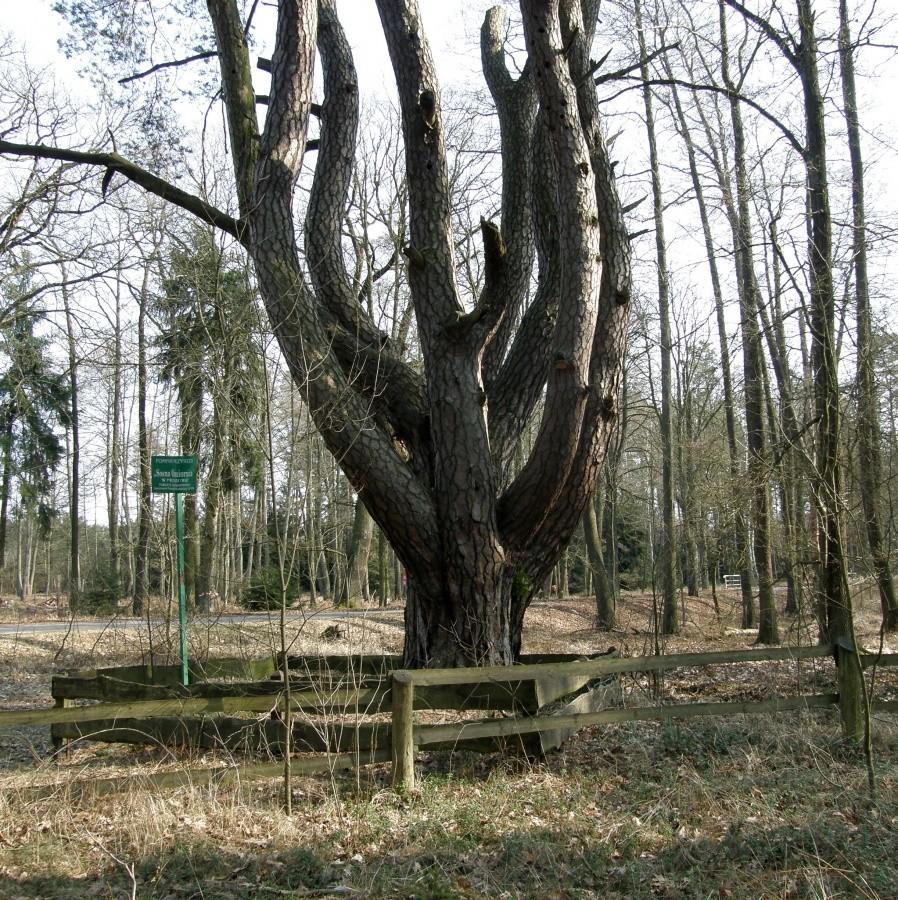 Sosna ośmiornica