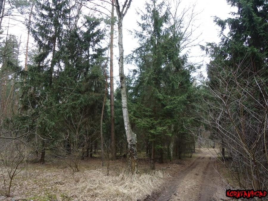 Owielbiam taki mroczny drzewostan. Las jak z horroru, szkoda że to rzadki obrazek w GWPK