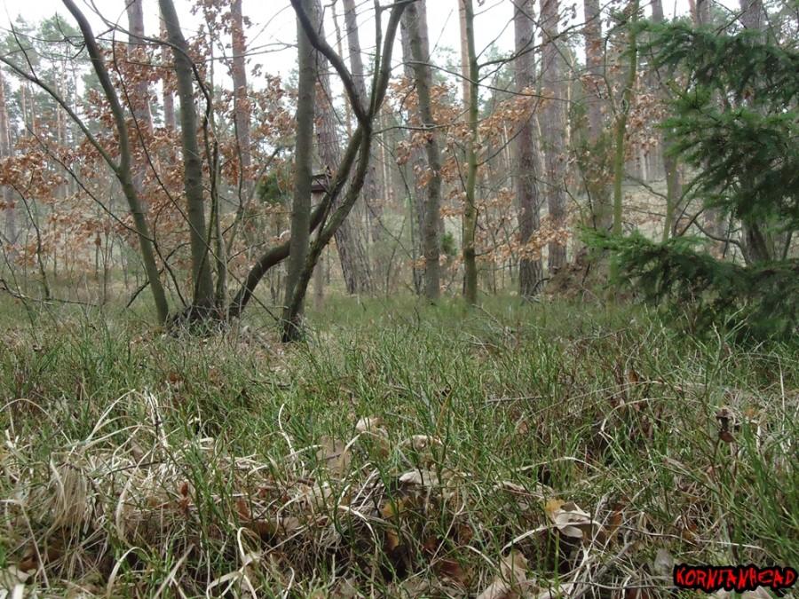 Widok na remizę leśną z perspektywy żaby
