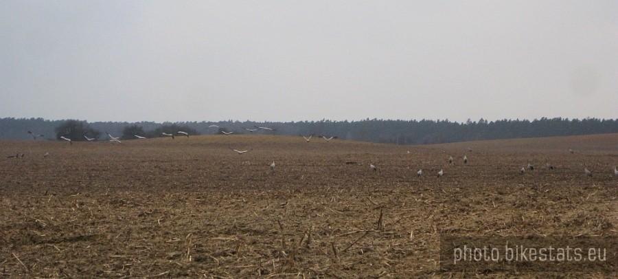 stado żurawi na polu