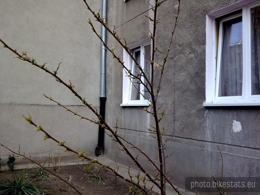 Pierwsze wiosenne pączki