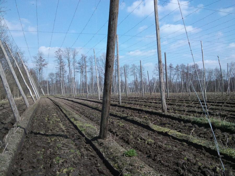 okolice Boruji Kościelnej , przyszła plantacja chmielu