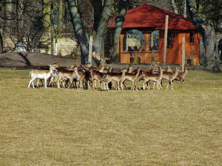 Hodowla w Radosławowie.