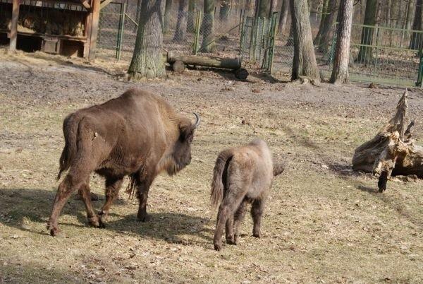 mały żubr z mamą: idziemy sie napić