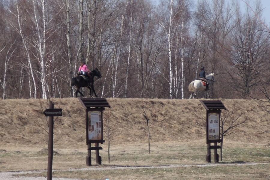 Końiki też po wale śmigają
