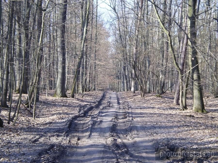 Puszcza Zielonka wczesną wiosną