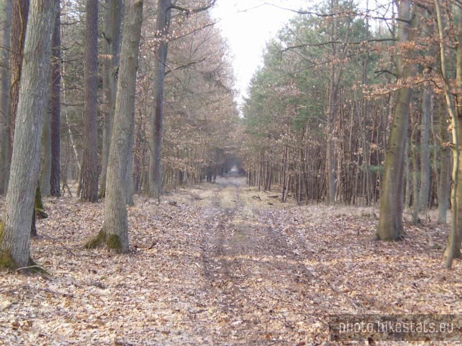 Puszcza Zielonka