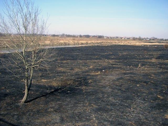 Wypalona trawa nad Wisłą