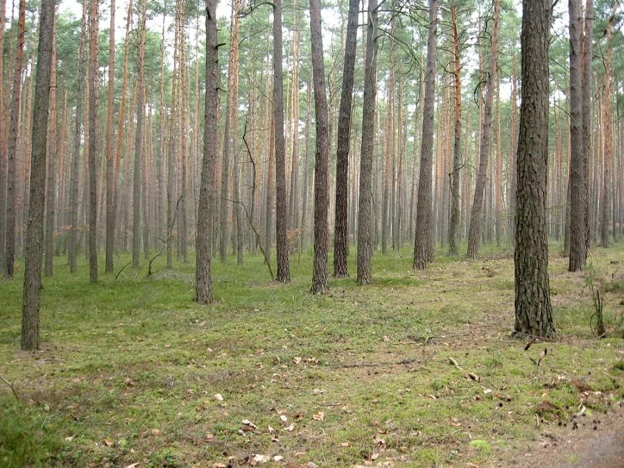 Na niebieskim szlaku w okolicach Jakubowskie Góry w Kampinoskim PN