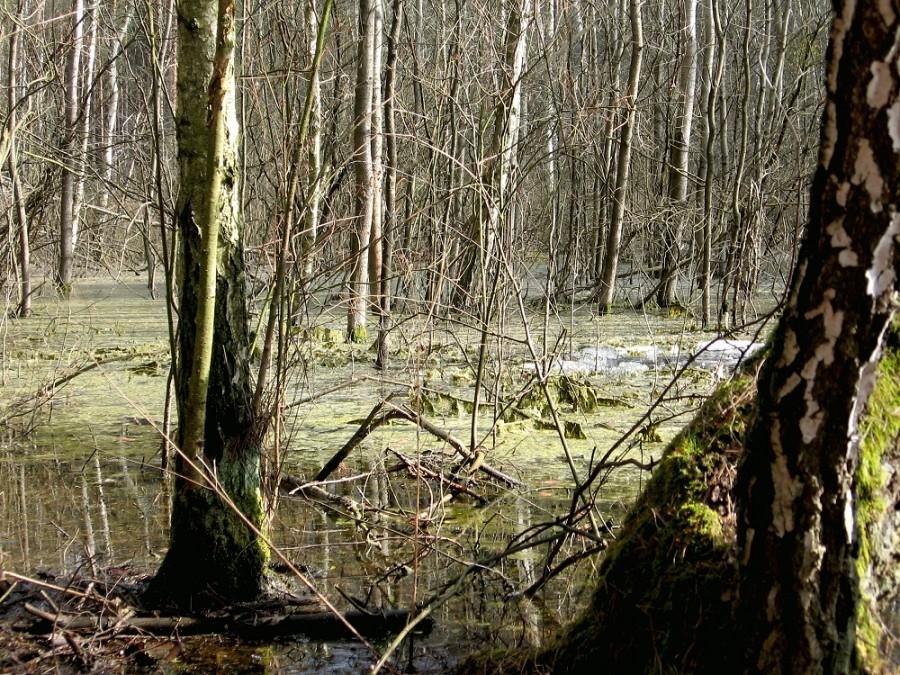 Urokowa Łąka