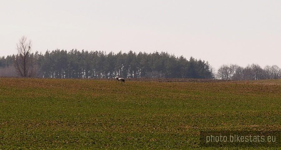 Widziałam żurawie, co prawda z daleka.. ale są))))