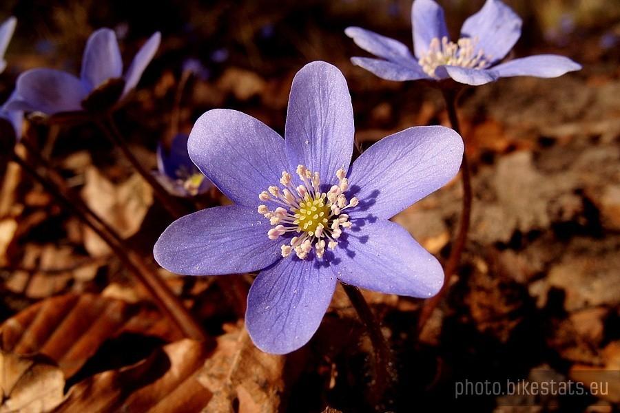 Wiosenne macro....