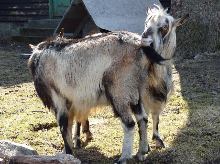 Schronisko Jagodna i zaloty na całego póki Ryjek nie podjechał a później to się działo.