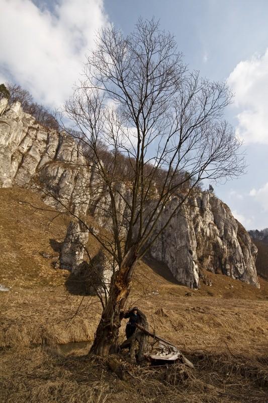 Rudzisko w dziupli.